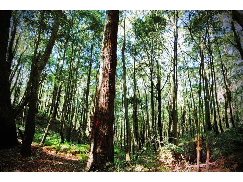 69 Buttenshaw Drive, Austinmer NSW 2515