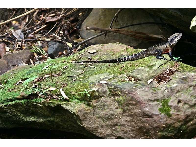 484 Lawrence Hargrave Drive, Wombarra NSW 2515