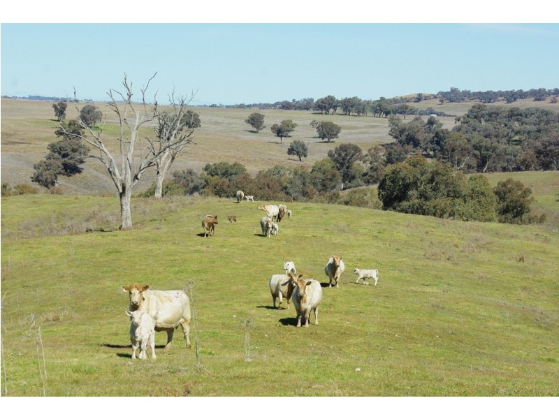 246 Gowan Green Road, Bakers Swamp NSW 2820