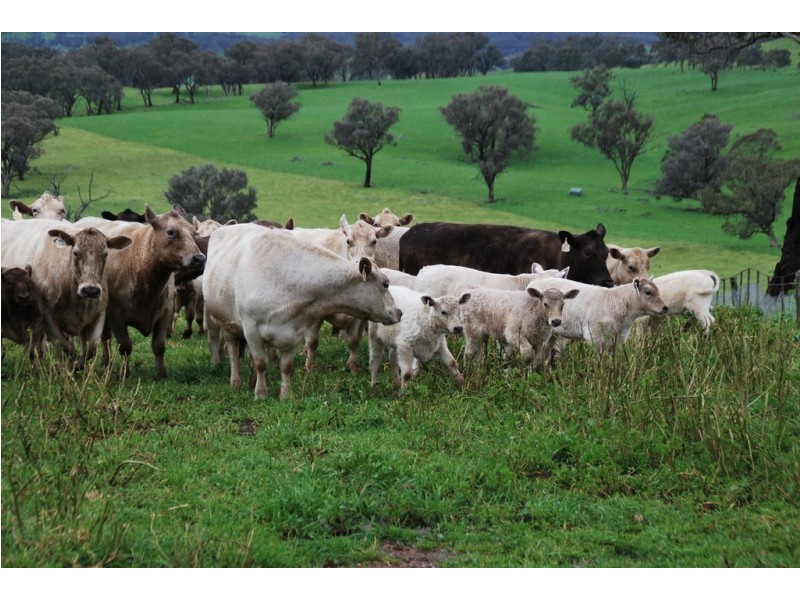 246 Gowan Green Road, Bakers Swamp NSW 2820