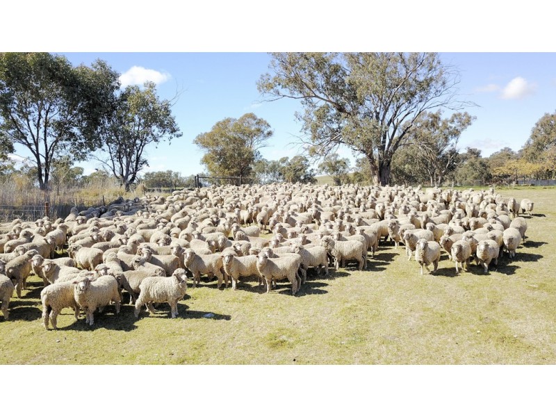 246 Gowan Green Road, Bakers Swamp NSW 2820