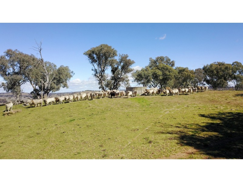 246 Gowan Green Road, Bakers Swamp NSW 2820