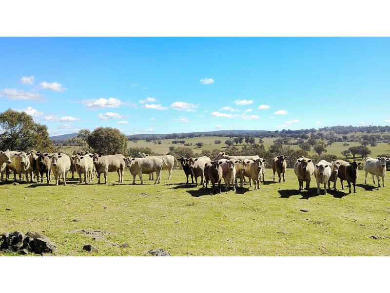 246 Gowan Green Road, Bakers Swamp NSW 2820