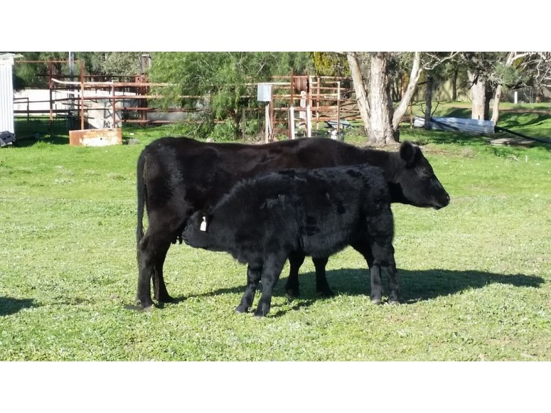 123 Ponto Falls Road, Maryvale NSW 2820