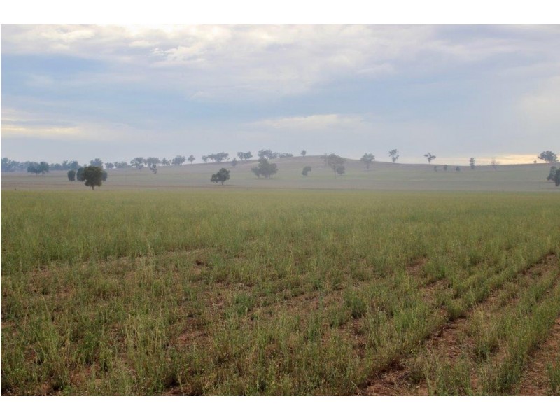 Suntop NSW 2820