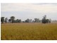 Suntop NSW 2820