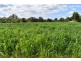 44 Bushrangers Creek Road, Wellington NSW 2820