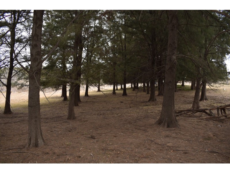 34 Katella Place, Mumbil NSW 2820