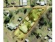 10 King Street Yeoval via, Wellington NSW 2820