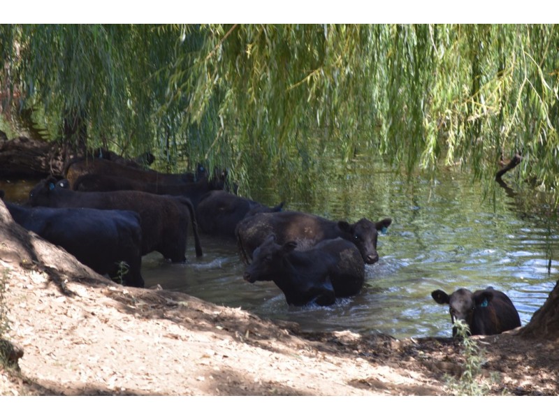 6945 GOOLMA ROAD Wuuluman via, Wellington NSW 2820