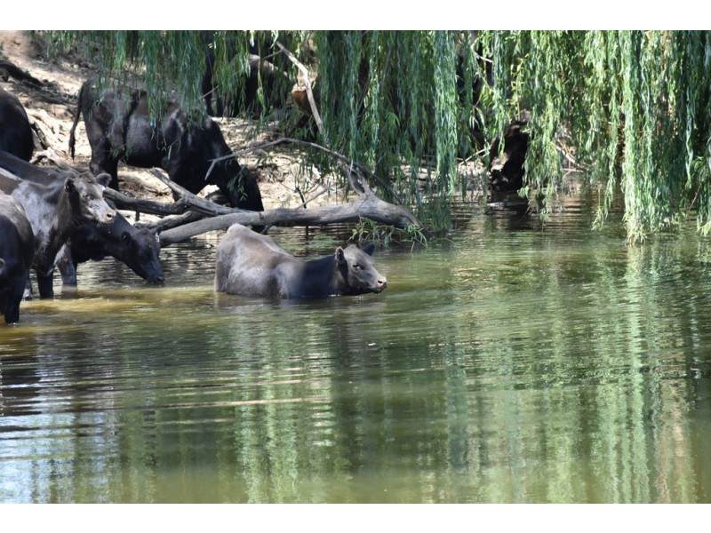 6945 GOOLMA ROAD Wuuluman via, Wellington NSW 2820