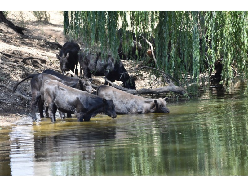 6945 GOOLMA ROAD Wuuluman via, Wellington NSW 2820