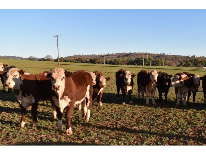 6945 GOOLMA ROAD Wuuluman via, Wellington NSW 2820