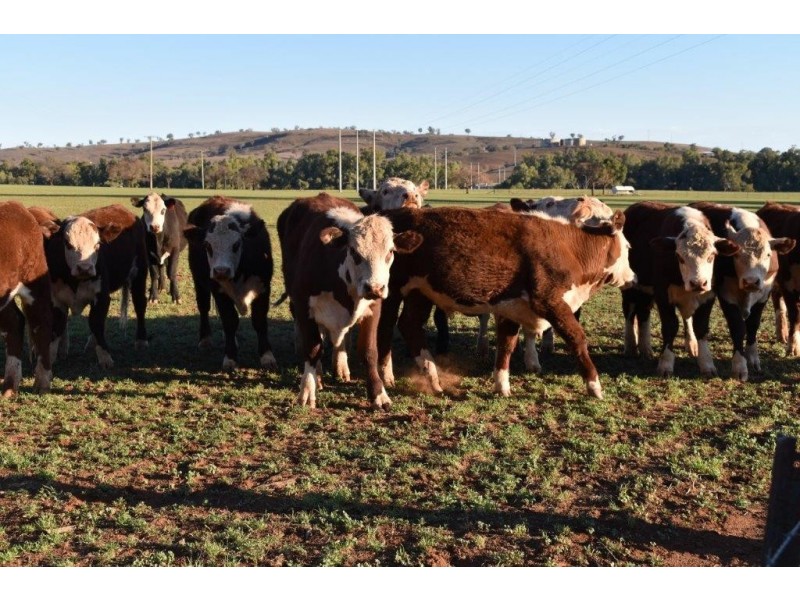 6945 GOOLMA ROAD Wuuluman via, Wellington NSW 2820