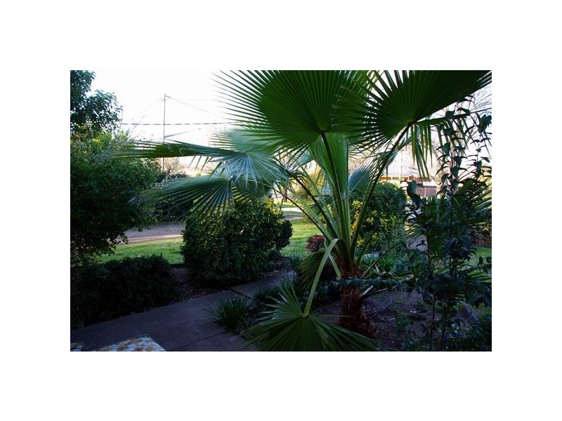 13 Ford Street, Wellington NSW 2820