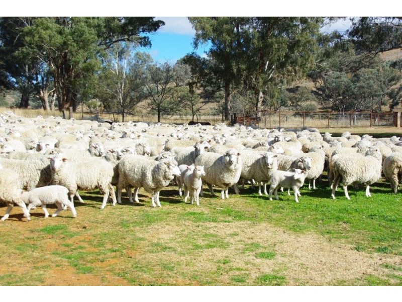 ‘Woodside’ Woodside Lane, Wellington NSW 2820