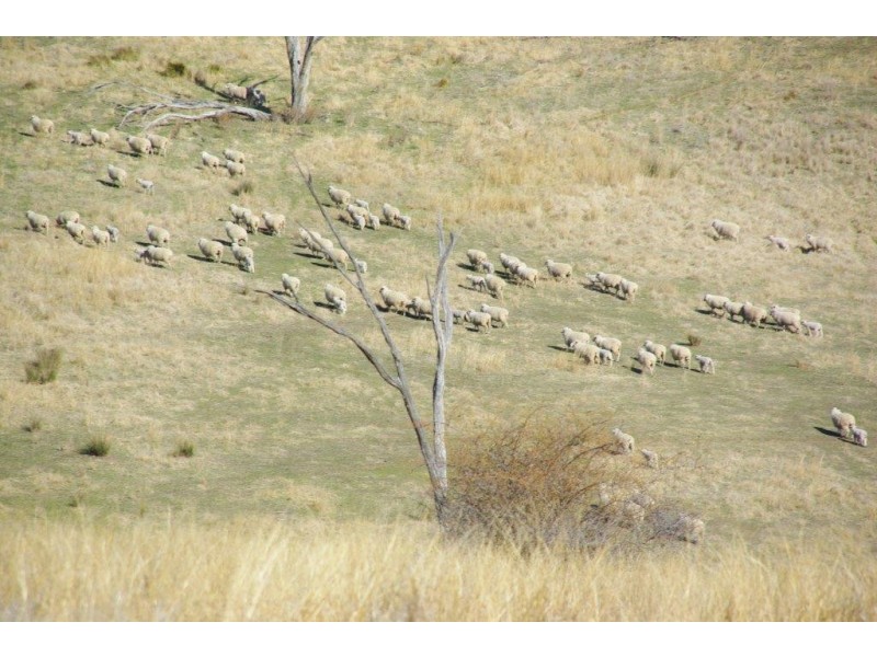 ‘Woodside’ Woodside Lane, Wellington NSW 2820