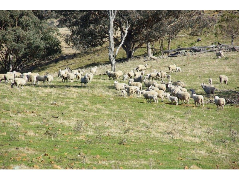 ‘Woodside’ Woodside Lane, Wellington NSW 2820