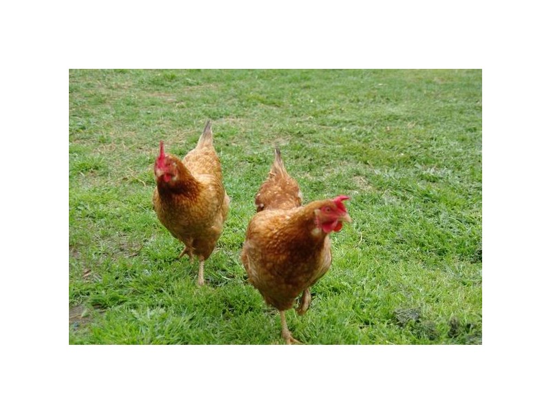 13 Short Street, Wellington NSW 2820