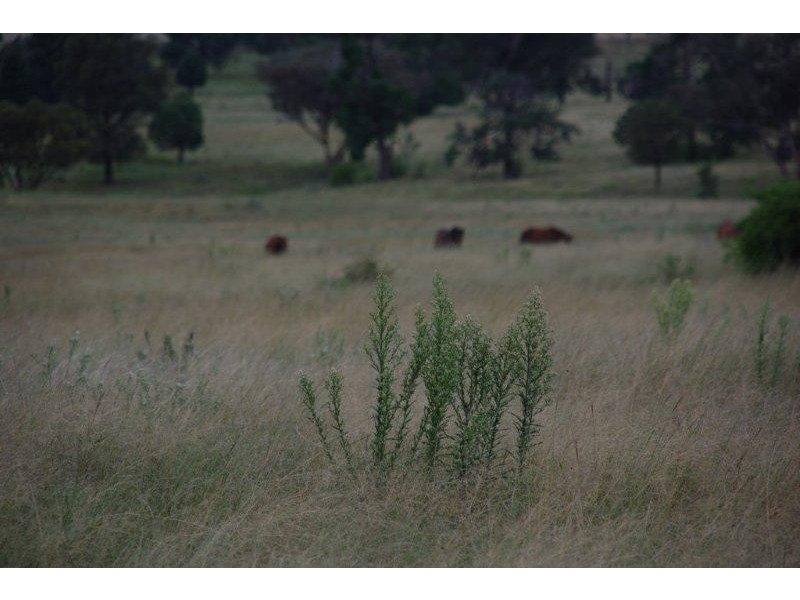 430 Gillinghall Road, Bodangora NSW 2820