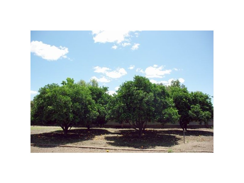 58 Raymond Street, Wellington NSW 2820