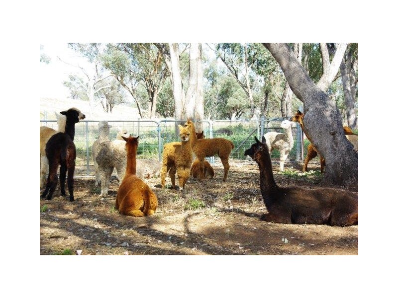 324 Dripstone Road, Neurea NSW 2820