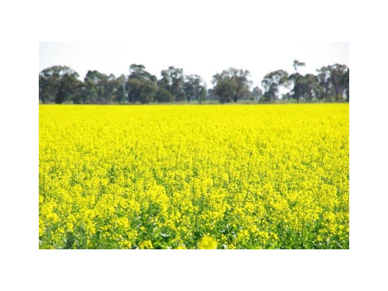 0 Burcher Road, Forbes NSW 2871