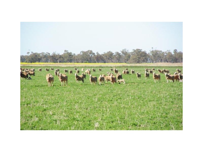 0 Burcher Road, Forbes NSW 2871