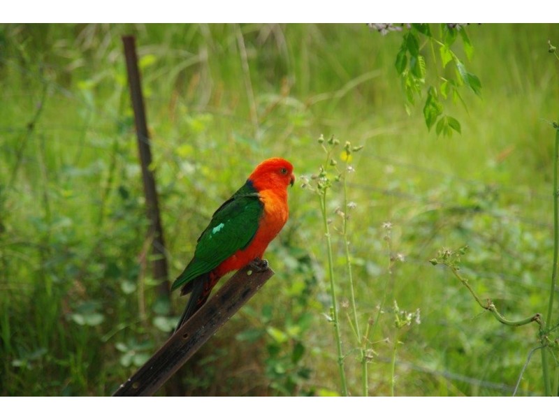 62 Anderson Road Grattai via, Mudgee NSW 2850