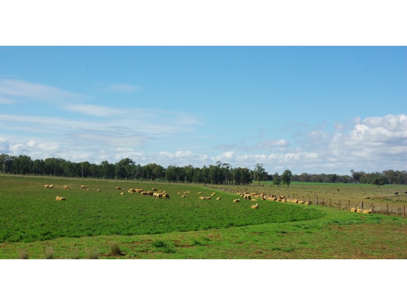 372 Kurrajong Road, Binnaway NSW 2395