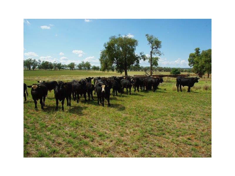 372 Kurrajong Road, Binnaway NSW 2395