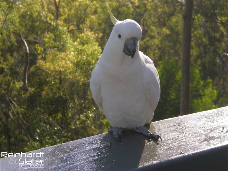 1088 Mt Nebo Rd, Jollys Lookout QLD 4520