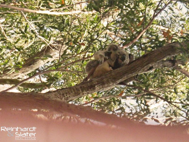 5 Clematis Ct, Cashmere QLD 4500