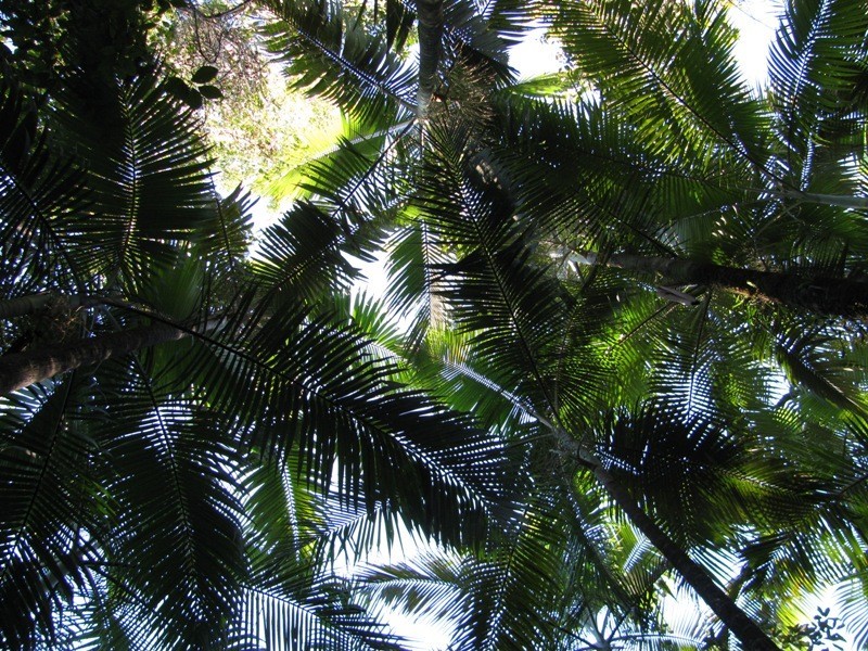 Lot 27 Gorge Road, Finch Hatton QLD 4756