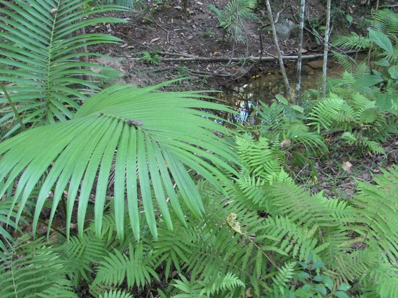 Lot 27 Gorge Road, Finch Hatton QLD 4756