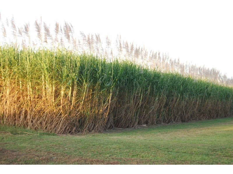 55 Lembergs Road, Bakers Creek QLD 4740