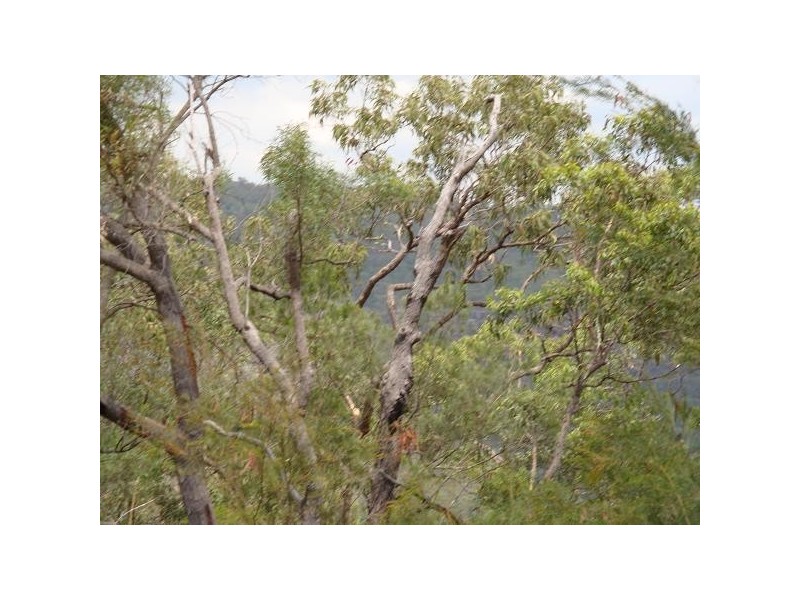 Lot 1 and 2 Putty Road, Colo Heights NSW 2756