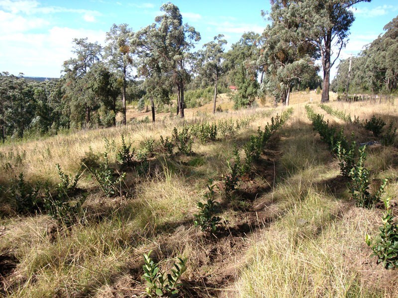 Colo Heights NSW 2756