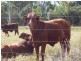 Gin Gin QLD 4671