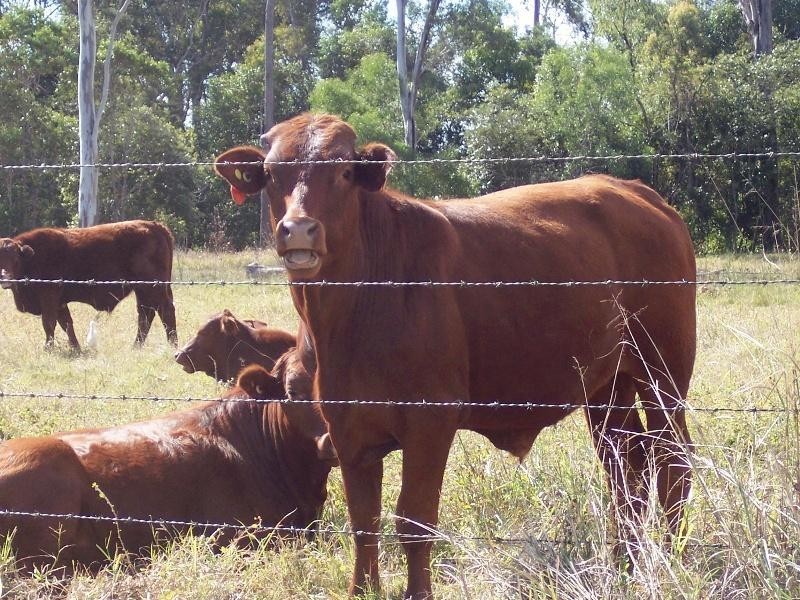 Gin Gin QLD 4671