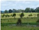 Taunton QLD 4674
