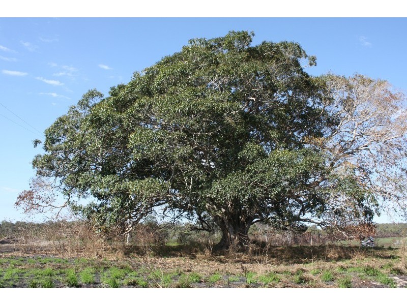 Bucca QLD 4670