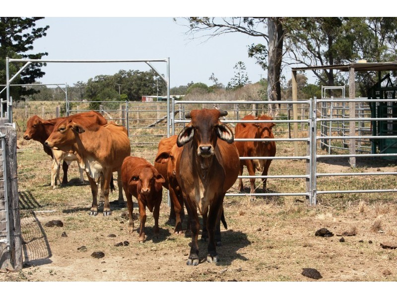 Bucca QLD 4670