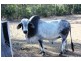 Waterloo QLD 4673
