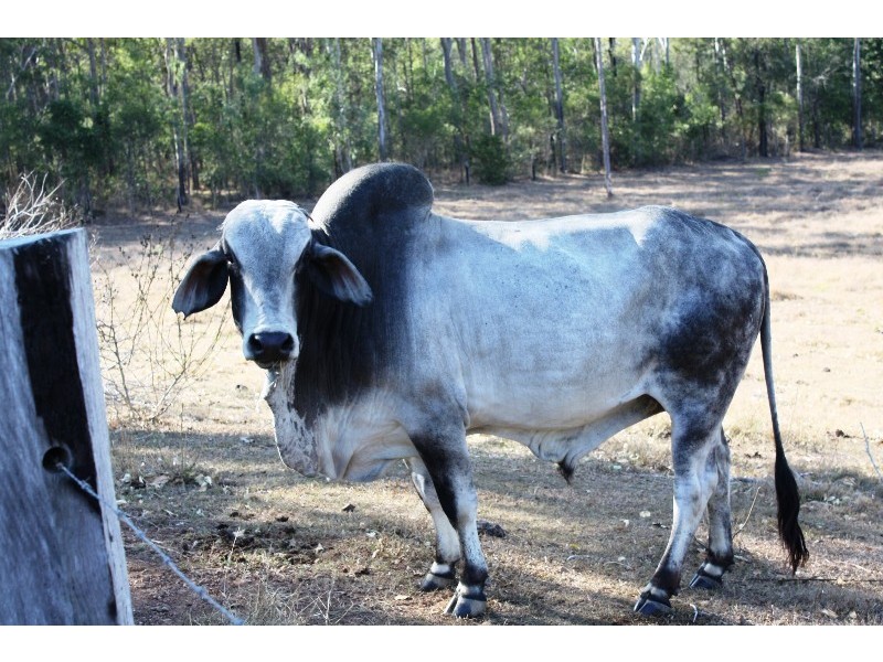 Waterloo QLD 4673