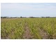Bundaberg QLD 4670