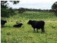 Oyster Creek QLD 4674