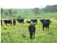 Oyster Creek QLD 4674
