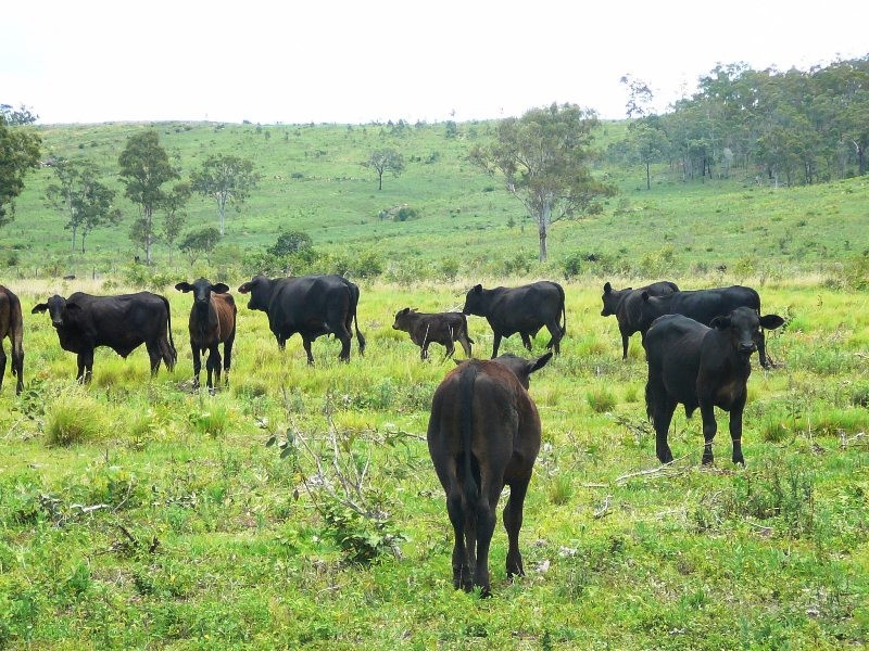 Oyster Creek QLD 4674