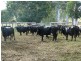 Oyster Creek QLD 4674